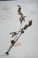 海南鱗始蕨藏品圖，第1張