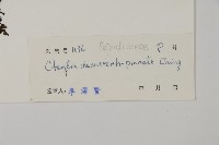 海南肋毛蕨藏品圖，第2張