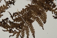 海南肋毛蕨藏品圖，第3張
