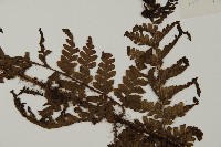 海南肋毛蕨藏品圖，第4張
