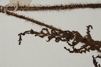 海南肋毛蕨藏品圖，第5張