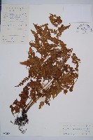 草綠短腸蕨藏品圖，第1張