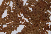 草綠短腸蕨藏品圖，第5張