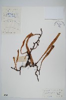 南洋石葦藏品圖，第1張