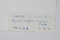 南洋石葦藏品圖，第2張