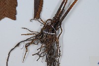 細柄雙蓋蕨藏品圖，第4張