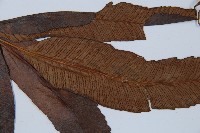 細柄雙蓋蕨藏品圖，第5張