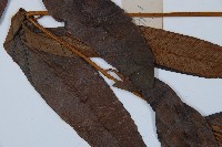 細柄雙蓋蕨藏品圖，第6張