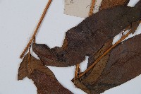 細柄雙蓋蕨藏品圖，第7張