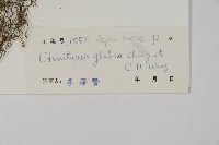 光葉軸脈蕨藏品圖，第5張