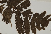 光葉軸脈蕨藏品圖，第6張