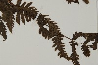 光葉軸脈蕨藏品圖，第7張