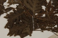 光葉軸脈蕨藏品圖，第8張