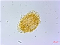 光葉軸脈蕨藏品圖，第4張