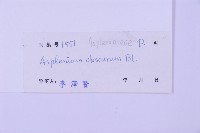 綠柄剪葉鐵角蕨藏品圖，第2張