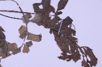 綠柄剪葉鐵角蕨藏品圖，第3張