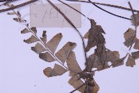 綠柄剪葉鐵角蕨藏品圖，第4張