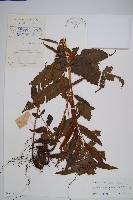 海南實蕨藏品圖，第1張