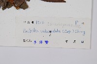 海南實蕨藏品圖，第2張