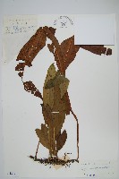 斷線蕨藏品圖，第1張