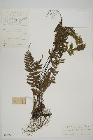 薄葉孔雀鐵角蕨、邊孢鐵角蕨藏品圖，第1張