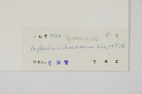 薄葉孔雀鐵角蕨、邊孢鐵角蕨藏品圖，第2張