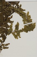 薄葉孔雀鐵角蕨、邊孢鐵角蕨藏品圖，第3張