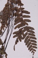 薄葉孔雀鐵角蕨、邊孢鐵角蕨藏品圖，第4張