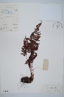 紅線蕨藏品圖，第1張