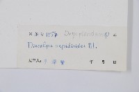 紅線蕨藏品圖，第2張