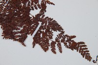 紅線蕨藏品圖，第3張