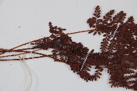 紅線蕨藏品圖，第4張