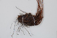 紅線蕨藏品圖，第5張