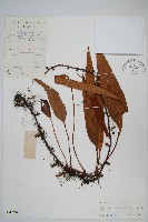 石葦藏品圖，第1張