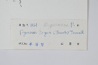 石葦藏品圖，第2張