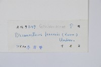 芒萁藏品圖，第2張