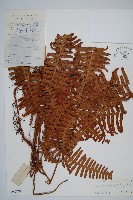 大芒萁藏品圖，第1張