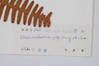 大芒萁藏品圖，第2張