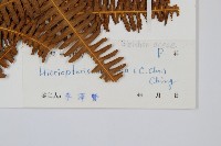 登錄號:P004379藏品圖，第2張