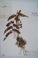 粗毛鱗蓋蕨藏品圖，第1張