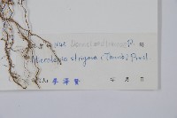 粗毛鱗蓋蕨藏品圖，第2張