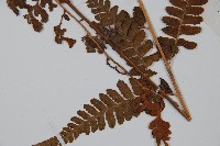 粗毛鱗蓋蕨藏品圖，第3張