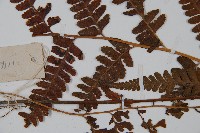 粗毛鱗蓋蕨藏品圖，第4張