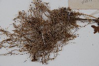 粗毛鱗蓋蕨藏品圖，第5張