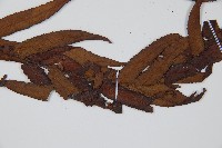 黑桫蕨藏品圖，第3張