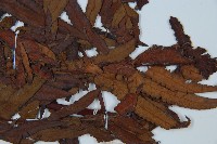 黑桫蕨藏品圖，第4張