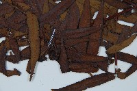 黑桫蕨藏品圖，第5張