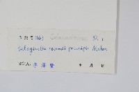 海南卷柏藏品圖，第2張