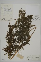 變葉三叉蕨藏品圖，第1張