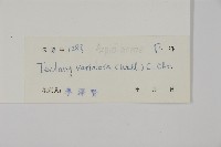 變葉三叉蕨藏品圖，第2張